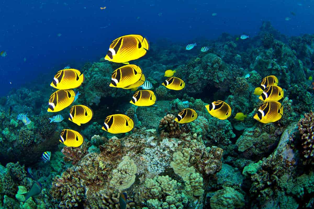 At Maui, Hawaii, yellow-and-black butterflyfish form a loose school above a coral reef in deep blue water.