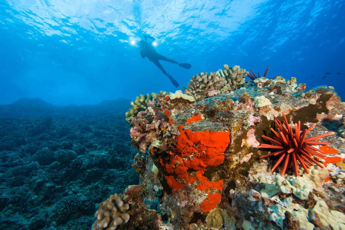 Maui, Hawaii: a snorkeler swims above a coral reef outcrop marked by bright red urchins and encrusting marine life.